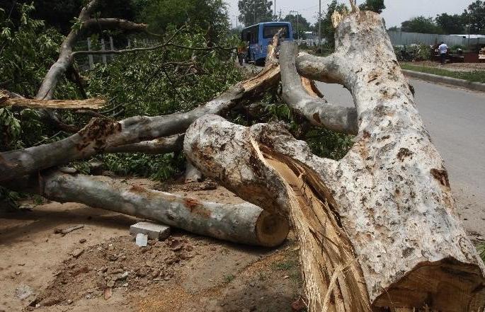  Saras tree trunk in Gangapur taluka | गंगापूर तालुक्यात सर्रास वृक्षतोड